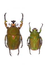 COMPSOCEPHALUS (STEPHANOCRATES) DOHERTYI