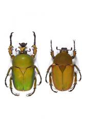 COMPSOCEPHALUS (STEPHANOCRATES) DOHERTYI