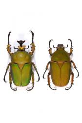 COMPSOCEPHALUS (STEPHANOCRATES) DOHERTYI