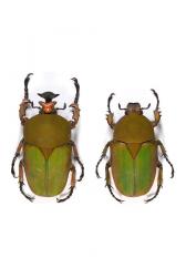 COMPSOCEPHALUS (STEPHANOCRATES) DOHERTYI