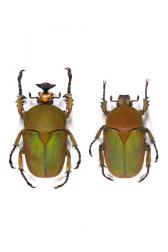 COMPSOCEPHALUS (STEPHANOCRATES) DOHERTYI