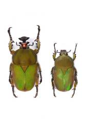 COMPSOCEPHALUS (STEPHANOCRATES) DOHERTYI