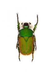 COMPSOCEPHALUS DMITRIEWI DMITRIEWI