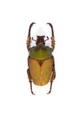 COMPSOCEPHALUS DMITRIEWI DMITRIEWI