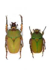 COMPSOCEPHALUS DMITRIEWI DMITRIEWI