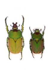 COMPSOCEPHALUS DMITRIEWI DMITRIEWI