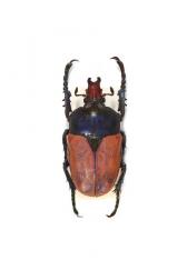 COMPSOCEPHALUS DMITRIEWI DMITRIEWI