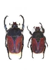 COMPSOCEPHALUS DMITRIEWI DMITRIEWI