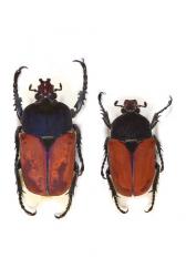 COMPSOCEPHALUS DMITRIEWI DMITRIEWI