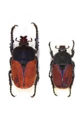 COMPSOCEPHALUS DMITRIEWI DMITRIEWI