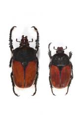 COMPSOCEPHALUS DMITRIEWI DMITRIEWI