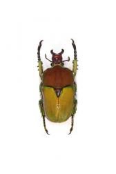 COMPSOCEPHALUS KACHOWSKII WERNERI