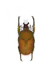 COMPSOCEPHALUS KACHOWSKII WERNERI