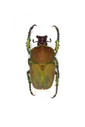 COMPSOCEPHALUS KACHOWSKII WERNERI