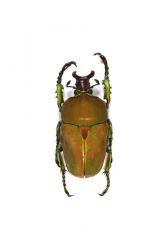 COMPSOCEPHALUS KACHOWSKII WERNERI