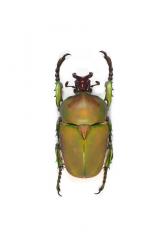 COMPSOCEPHALUS KACHOWSKII WERNERI