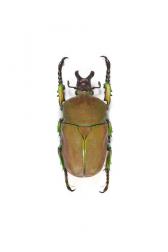 COMPSOCEPHALUS KACHOWSKII WERNERI