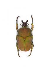 COMPSOCEPHALUS KACHOWSKII WERNERI