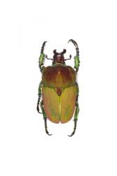 COMPSOCEPHALUS KACHOWSKII WERNERI