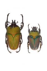 COMPSOCEPHALUS (STEPHANOCRATES) BENNIGSENI 