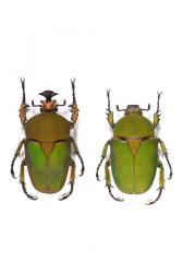 COMPSOCEPHALUS (STEPHANOCRATES) DOHERTYI 