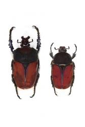 COMPSOCEPHALUS DMITRIEWI DMITRIEWI