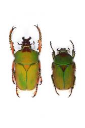 COMPSOCEPHALUS DMITRIEWI DMITRIEWI