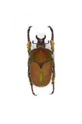 COMPSOCEPHALUS KACHOWSKII WERNERI