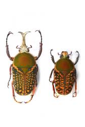 MEGALORHINA HARRISI LEPTOFURCOSA